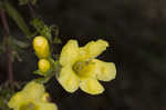 Smooth yellow false foxglove